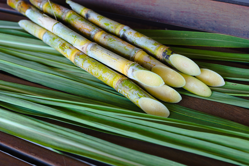 các sản phẩm từ mã mía